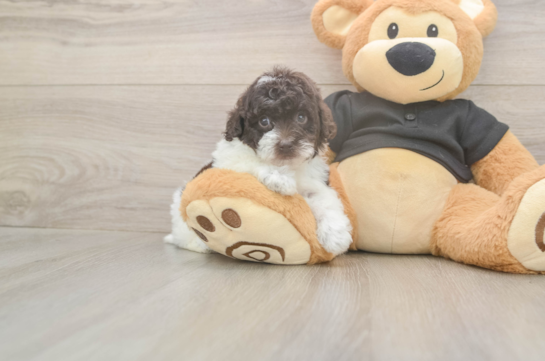 6 week old Poodle Puppy For Sale - Fairfield Furbabies Poodle Puppy for Adoption