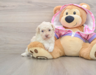 6 week old Poodle Puppy For Sale - Fairfield Furbabies