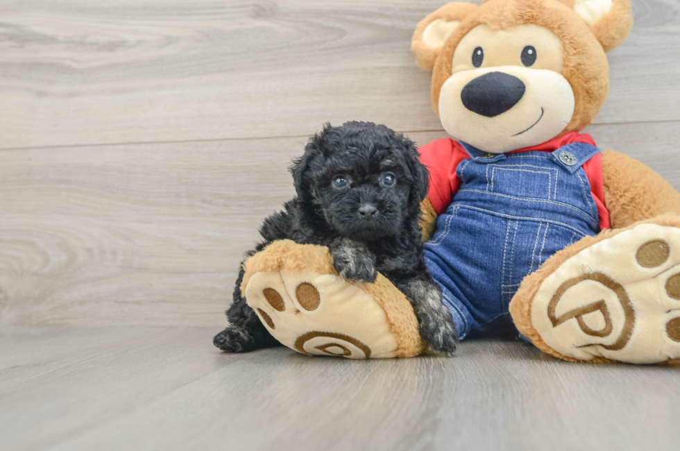 5 week old Poodle Puppy For Sale - Fairfield Furbabies