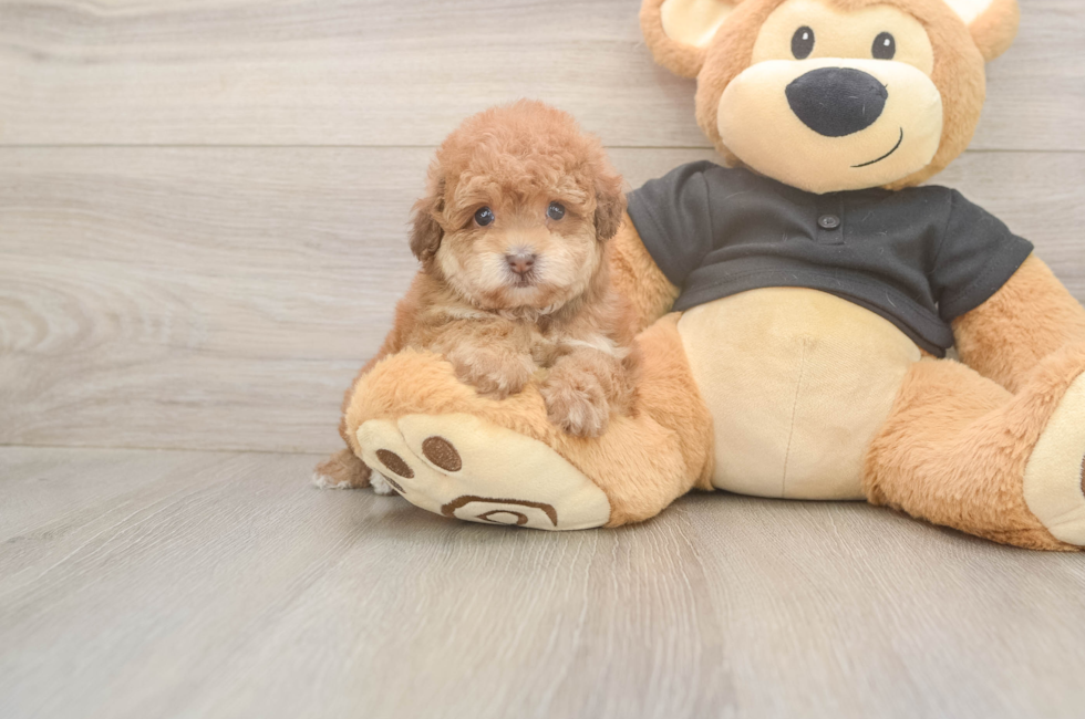 6 week old Poodle Puppy For Sale - Fairfield Furbabies