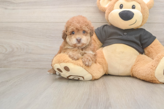 6 week old Poodle Puppy For Sale - Fairfield Furbabies Funny Poodle Purebred Pup