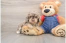 Playful Poodle Baby
