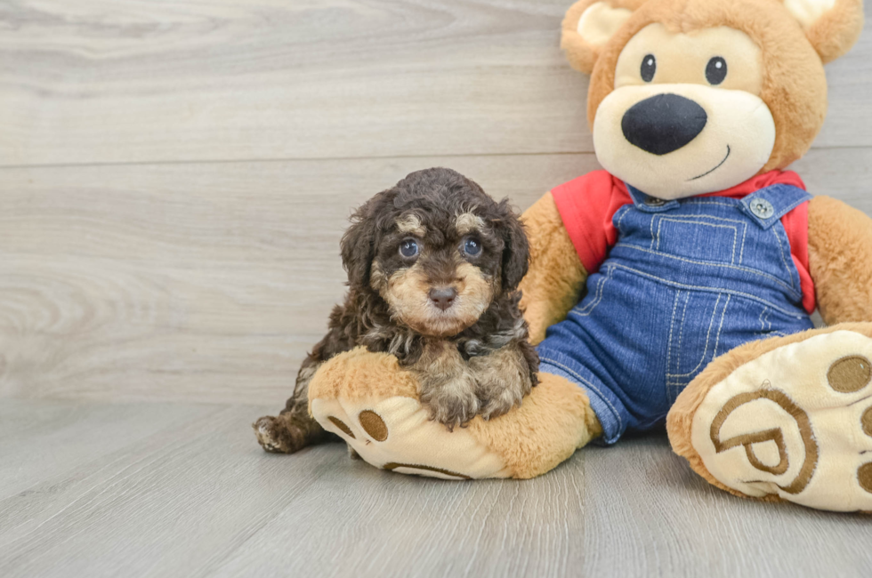 5 week old Poodle Puppy For Sale - Fairfield Furbabies