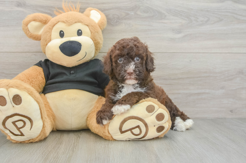 5 week old Poodle Puppy For Sale - Fairfield Furbabies