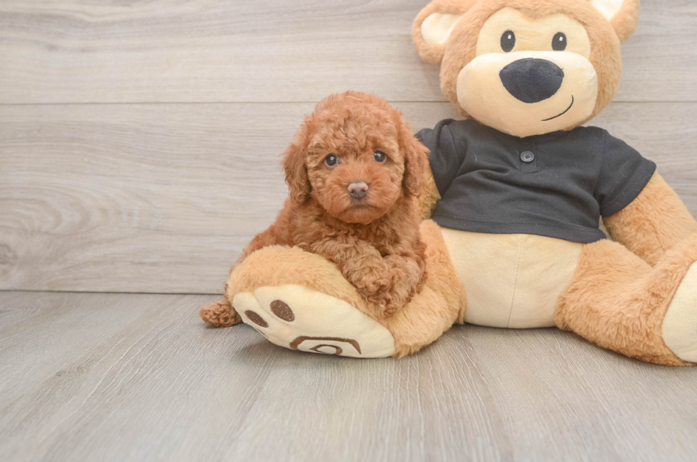 6 week old Poodle Puppy For Sale - Fairfield Furbabies