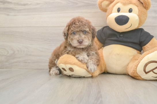 6 week old Poodle Puppy For Sale - Fairfield Furbabies Small Poodle Purebred Pup