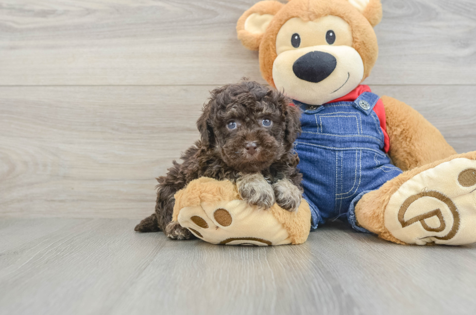 5 week old Poodle Puppy For Sale - Fairfield Furbabies