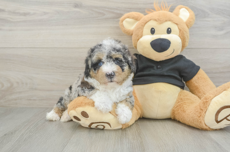 5 week old Poodle Puppy For Sale - Fairfield Furbabies