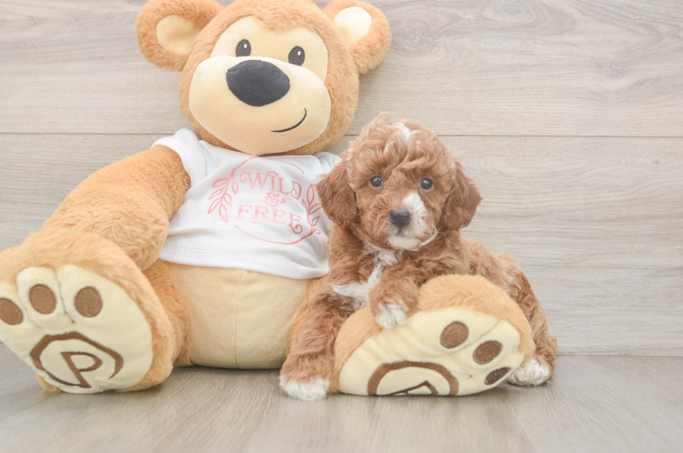 5 week old Poodle Puppy For Sale - Fairfield Furbabies