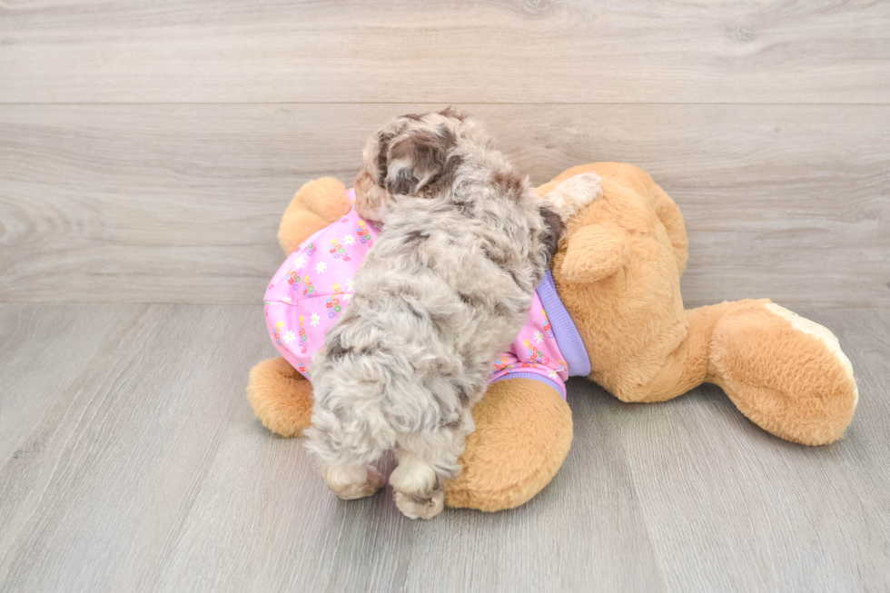 Little Poodle Purebred Pup