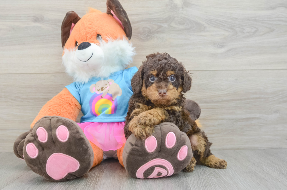 6 week old Poodle Puppy For Sale - Fairfield Furbabies