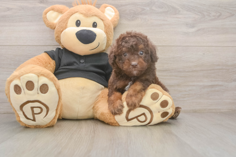 5 week old Poodle Puppy For Sale - Fairfield Furbabies