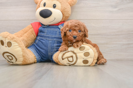 DAK, a Poodle littermate