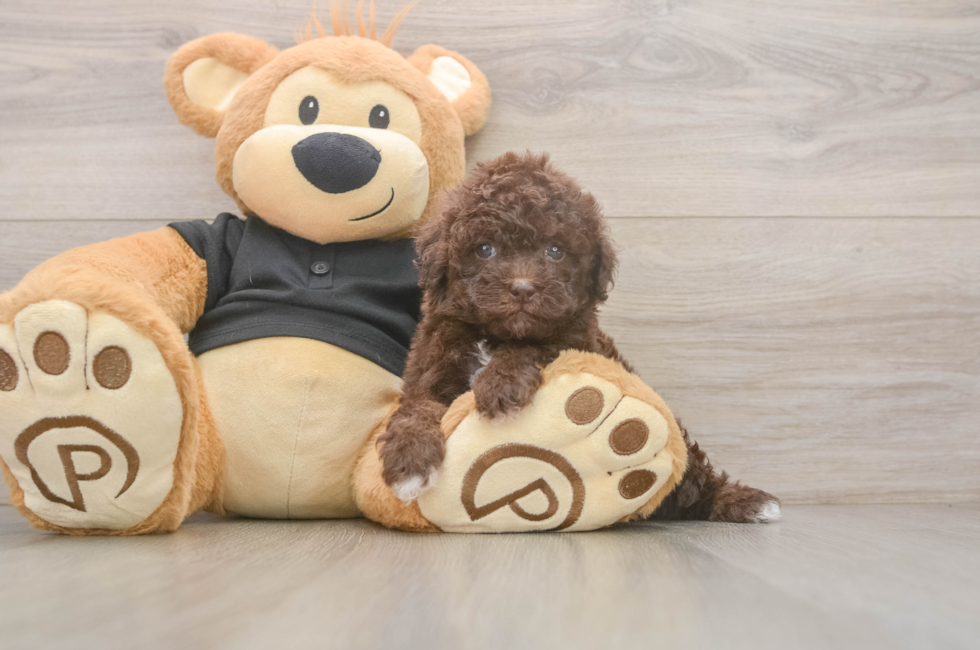 5 week old Poodle Puppy For Sale - Fairfield Furbabies