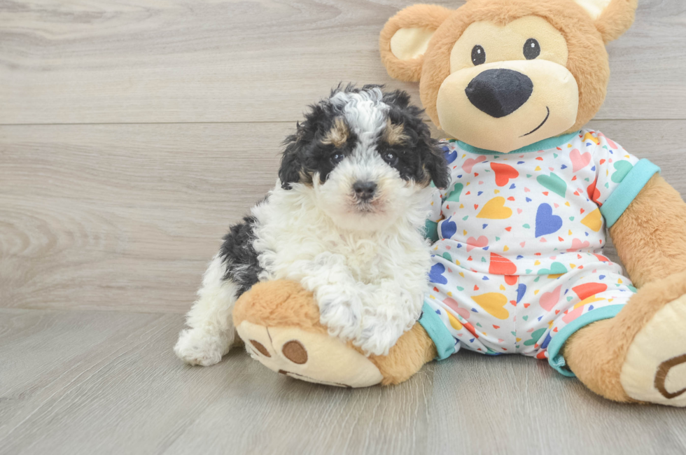 5 week old Poodle Puppy For Sale - Fairfield Furbabies