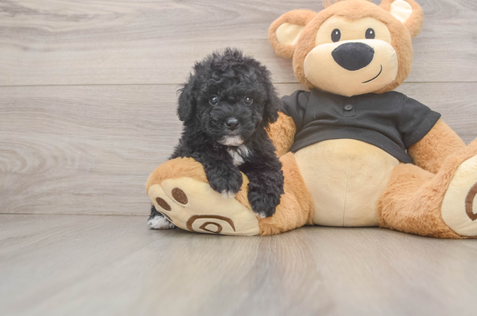 5 week old Poodle Puppy For Sale - Fairfield Furbabies
