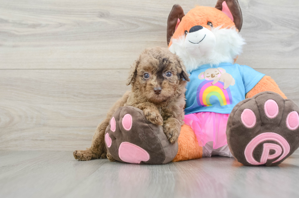 6 week old Poodle Puppy For Sale - Fairfield Furbabies