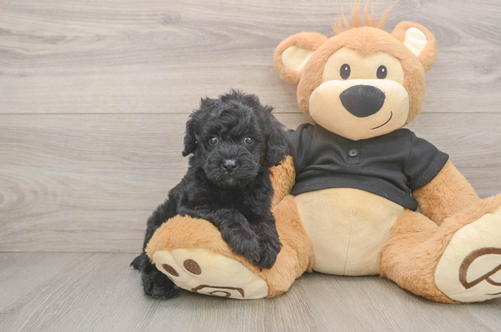 5 week old Poodle Puppy For Sale - Fairfield Furbabies