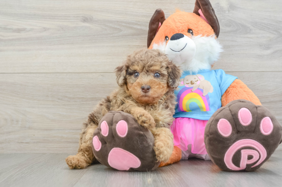 6 week old Poodle Puppy For Sale - Fairfield Furbabies