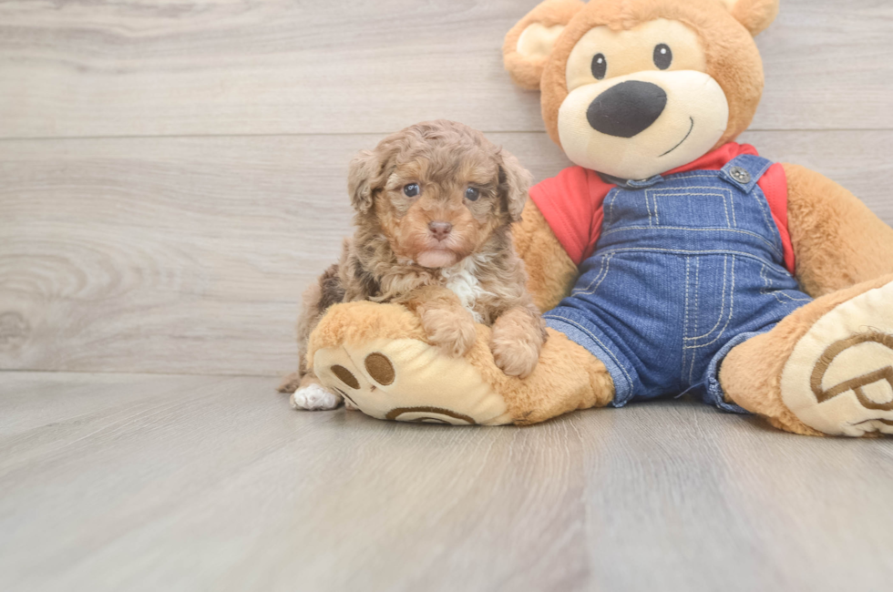 6 week old Poodle Puppy For Sale - Fairfield Furbabies