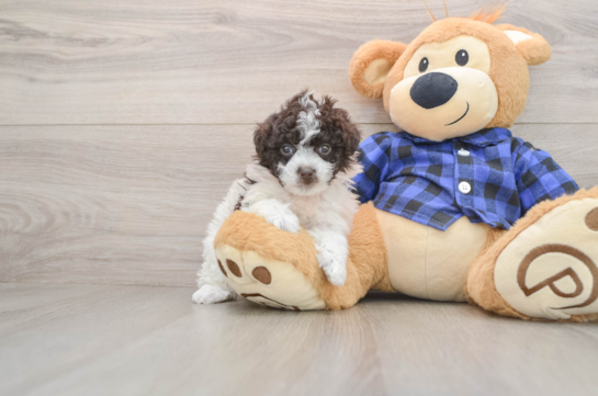 Poodle Pup Being Cute