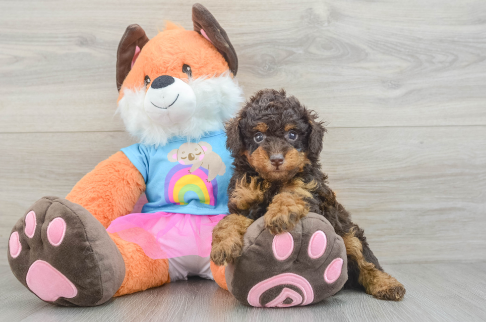 6 week old Poodle Puppy For Sale - Fairfield Furbabies