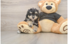 Friendly Poodle Purebred Pup