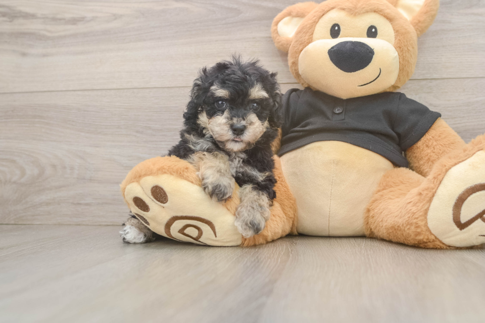 Friendly Poodle Purebred Pup