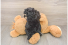 Small Poodle Baby