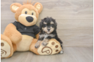 Poodle Puppy for Adoption