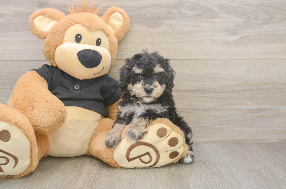 5 week old Poodle Puppy For Sale - Fairfield Furbabies