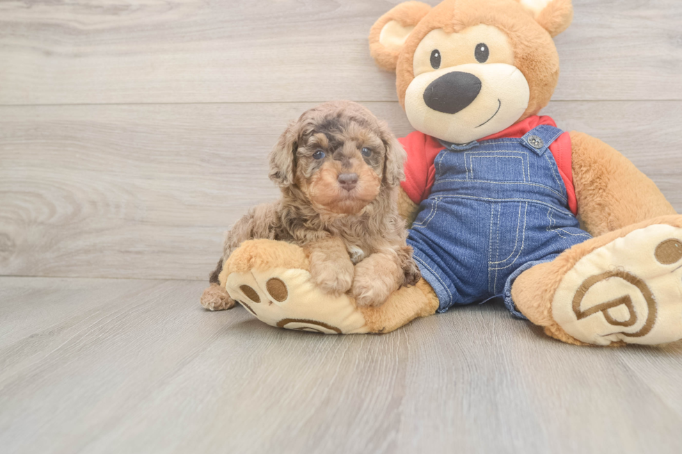 Happy Pooodle Purebred Puppy