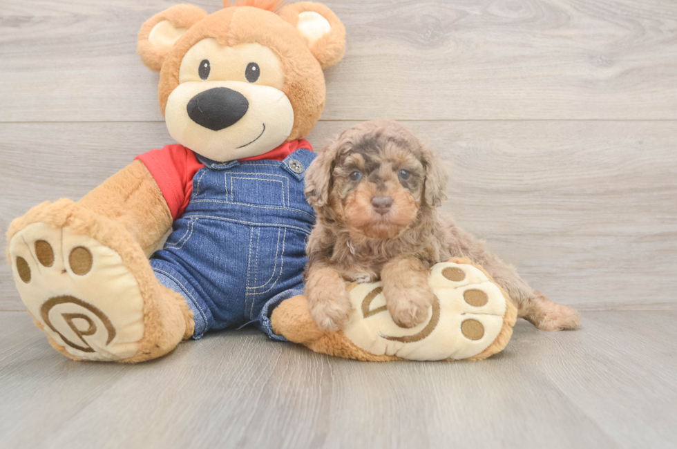 6 week old Poodle Puppy For Sale - Fairfield Furbabies