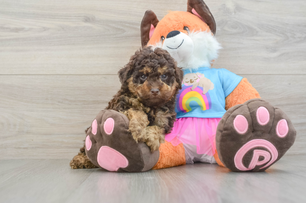 6 week old Poodle Puppy For Sale - Fairfield Furbabies