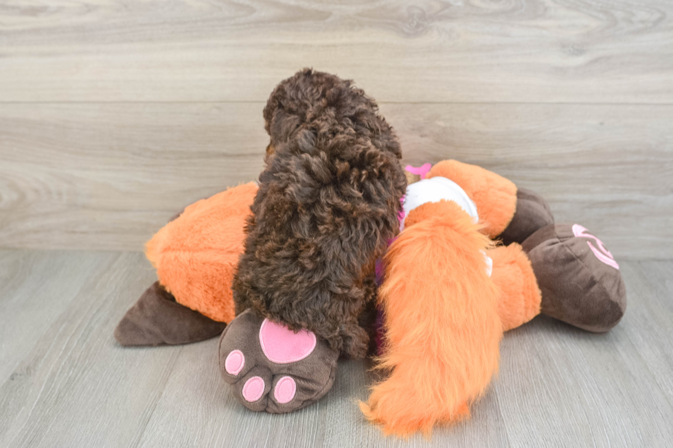 Poodle Puppy for Adoption