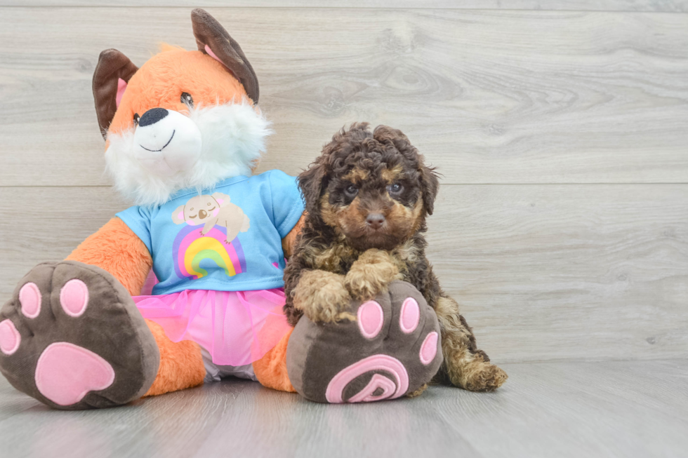 Happy Toy Poodle Purebred Puppy