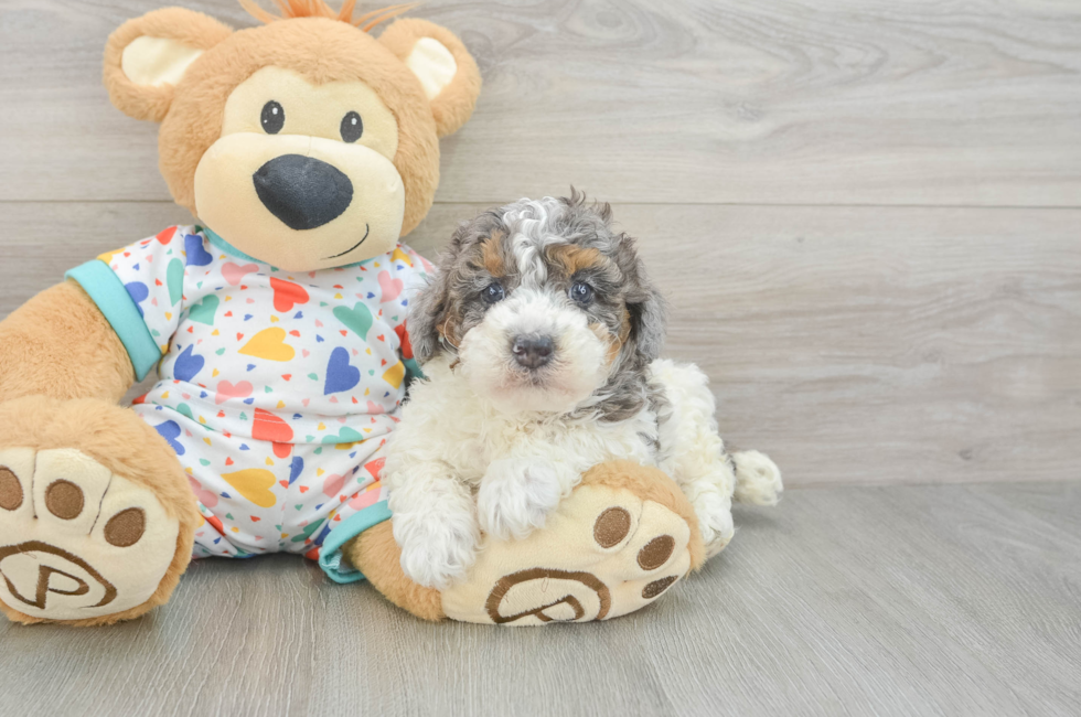 5 week old Poodle Puppy For Sale - Fairfield Furbabies