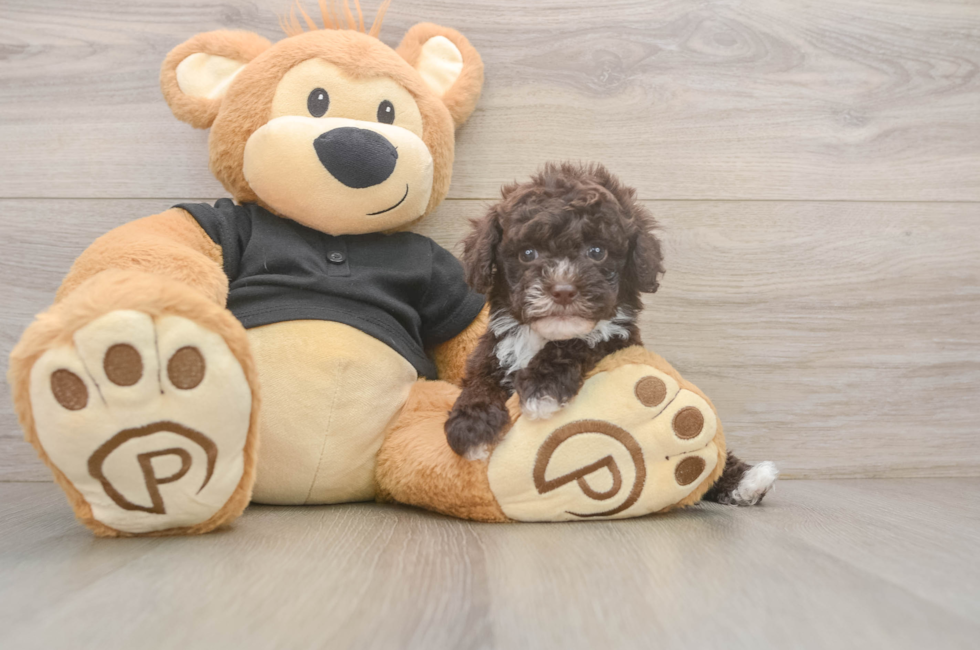5 week old Poodle Puppy For Sale - Fairfield Furbabies