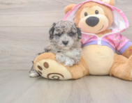 8 week old Poodle Puppy For Sale - Fairfield Furbabies