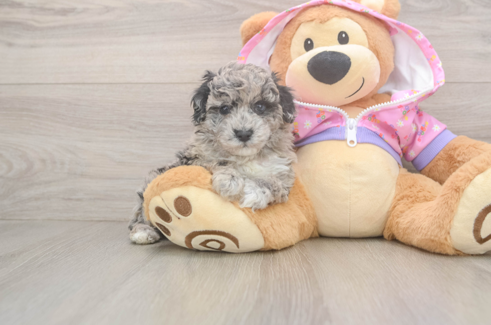 8 week old Poodle Puppy For Sale - Fairfield Furbabies