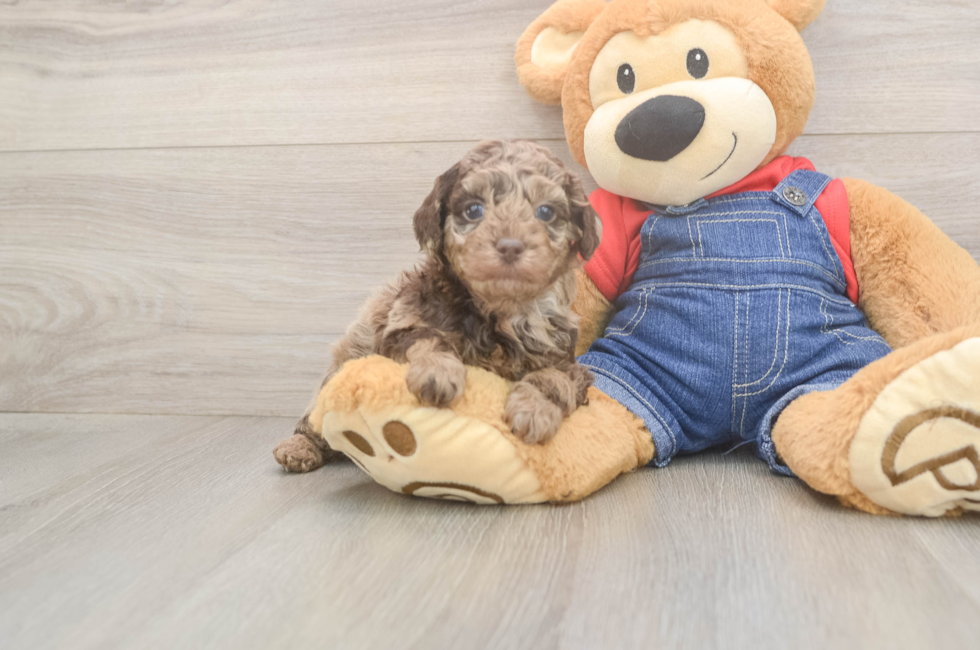 6 week old Poodle Puppy For Sale - Fairfield Furbabies