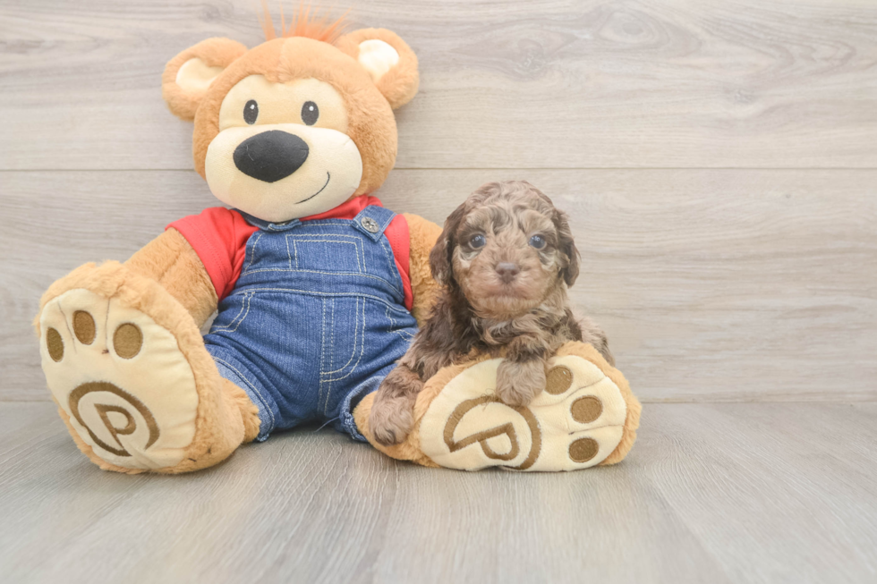 Poodle Pup Being Cute