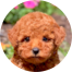 Poodle Puppies For Sale - Fairfield Furbabies Poodle Puppies For Sale - Fairfield Furbabies