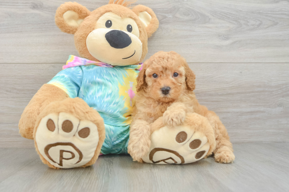 5 week old Poodle Puppy For Sale - Fairfield Furbabies