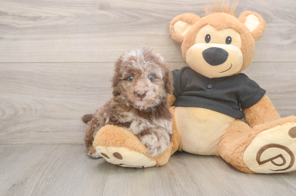7 week old Poodle Puppy For Sale - Fairfield Furbabies
