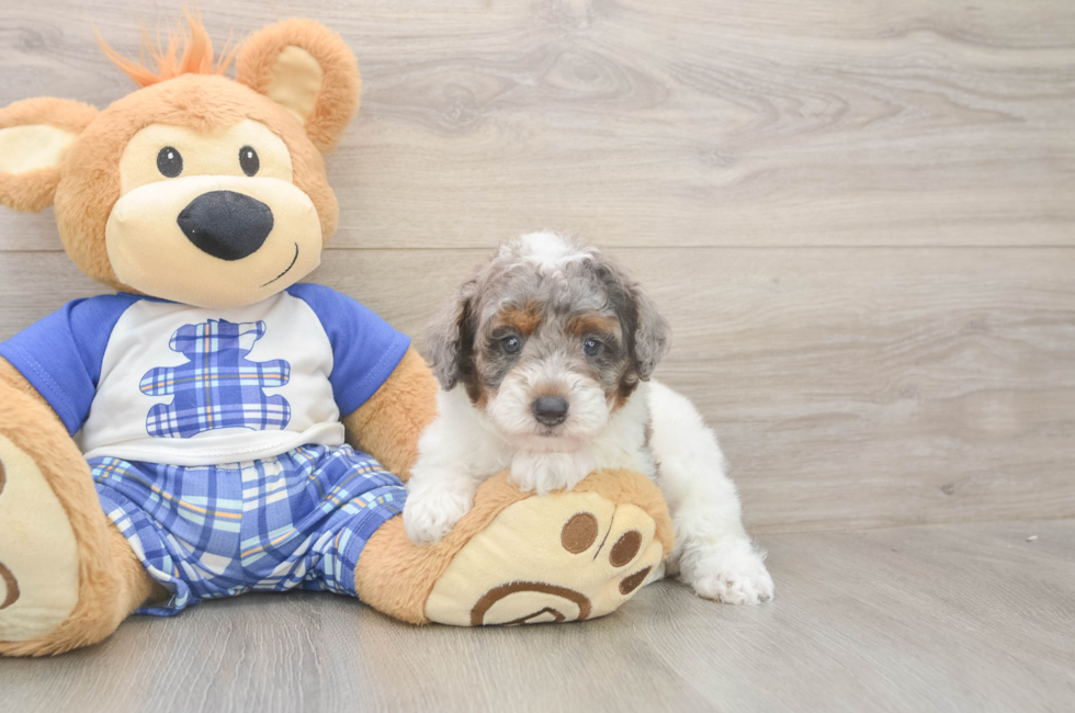 7 week old Poodle Puppy For Sale - Fairfield Furbabies