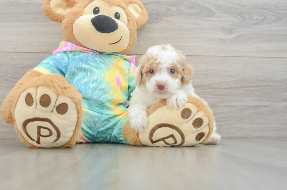 5 week old Poodle Puppy For Sale - Fairfield Furbabies