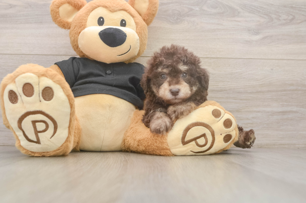 7 week old Poodle Puppy For Sale - Fairfield Furbabies