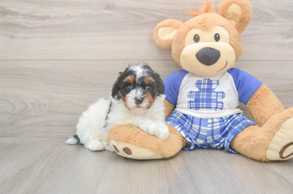 7 week old Poodle Puppy For Sale - Fairfield Furbabies