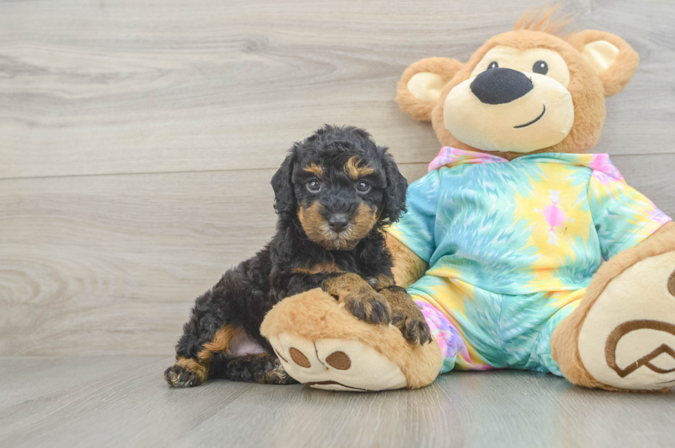 5 week old Poodle Puppy For Sale - Fairfield Furbabies